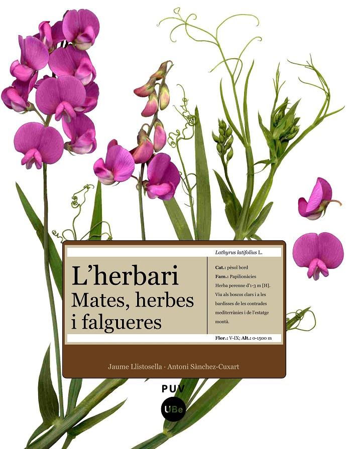 HERBARI MATES, HERBES I FALGUERES, L' | 9788447531905 | SANCHEZ- CUXART, ANTONI | Llibreria Online de Tremp