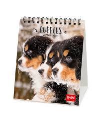 CALENDARI 2021 PUPPIES | 8059174837310 | Llibreria Online de Tremp